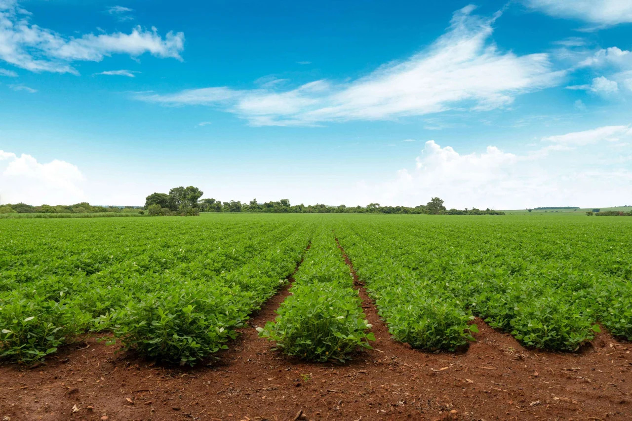 Plantação de amendoim (Foto: Shutterstock/Ricardo Ninin)