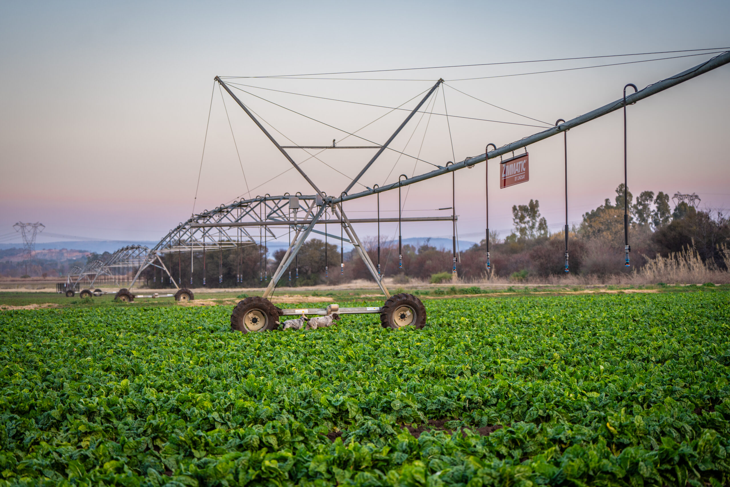 Grupo Tracan aposta em irrigação com a Tracnew e acelera resultados 